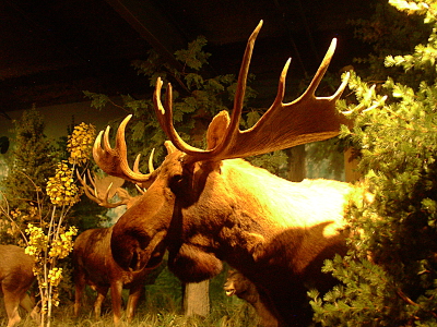 [The taxidermied head and huge rack of a moose comes out from behind a bush.]